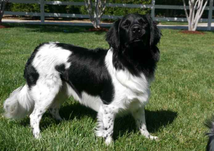 Stabyhoun - Stabij Dog