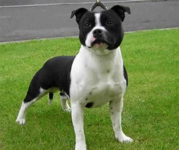 Staffordshire Bull Terrier: A Comprehensive Guide to This Loyal Breed