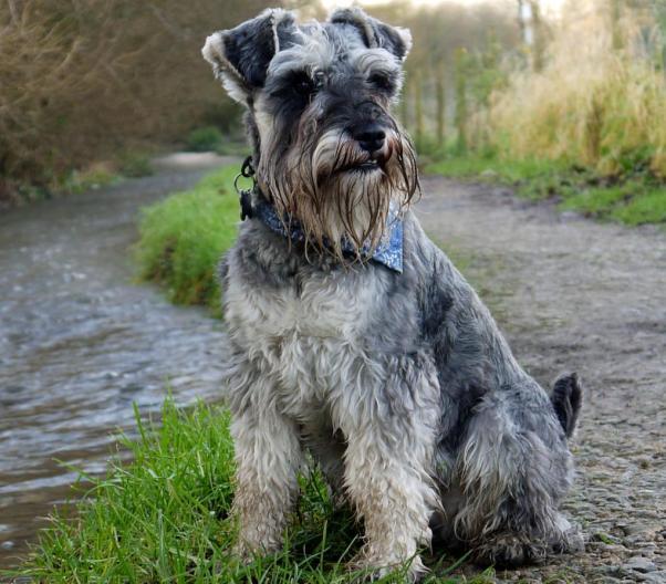 Standard Schnauzer