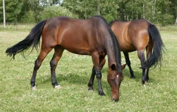 Standardbred horses