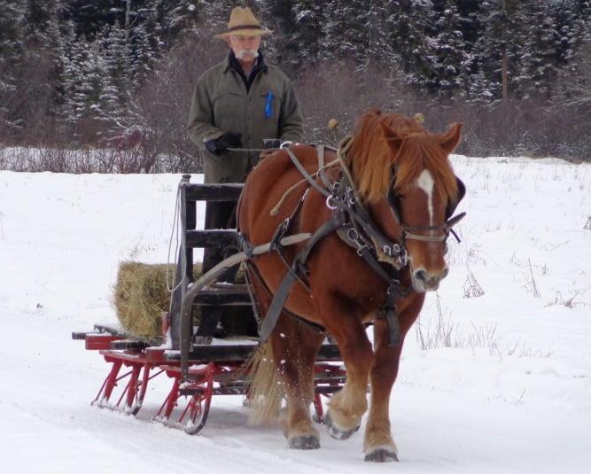 Suffolk Draft Horse: A Comprehensive Guide to This Majestic Breed