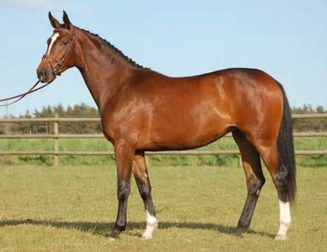 Swedish and Danish Warmblood Horses