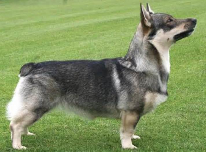 Swedish Vallhund
