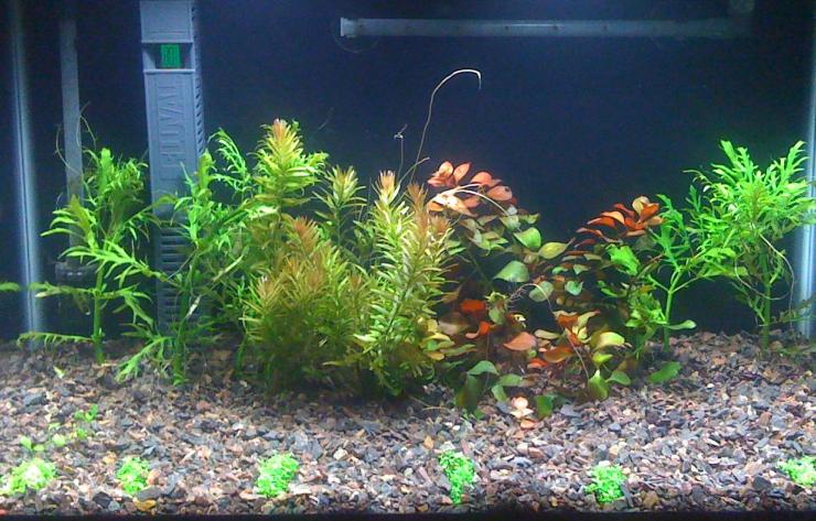 Essential Fish Tank Maintenance Tips for Australian Aquarists