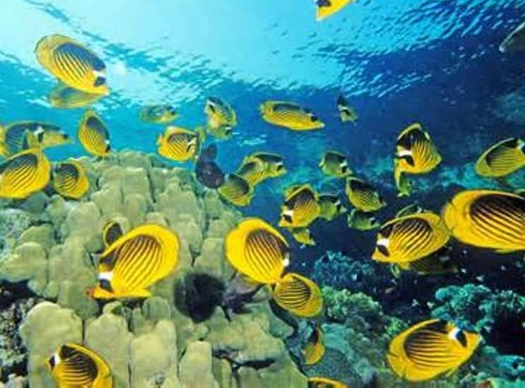 Essential Guide to Maintaining Fish Tank Water Quality