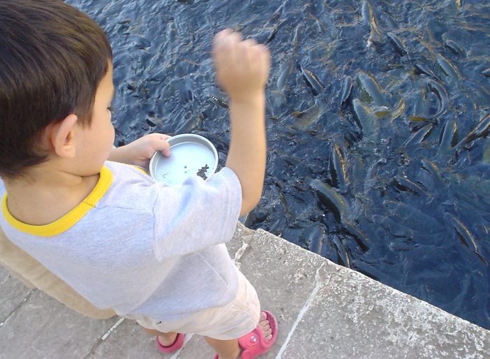 Fish Feeding Stimuli
