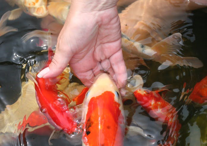 Understanding Fish Nutrition: A Comprehensive Guide for Aquatic Enthusiasts