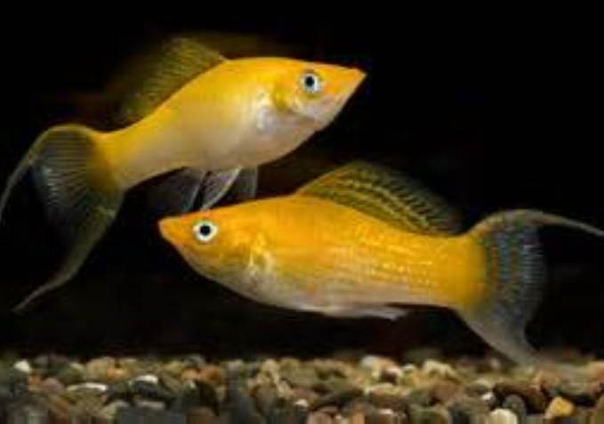 Live-bearing aquarium fish - livebearers