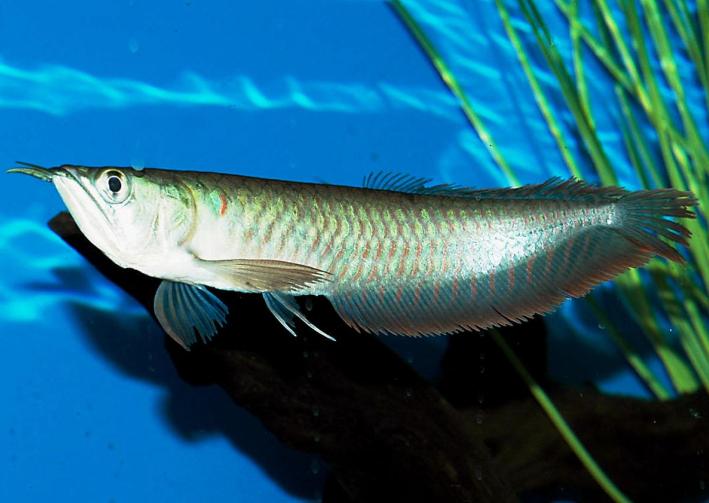 Arowanas as Pets