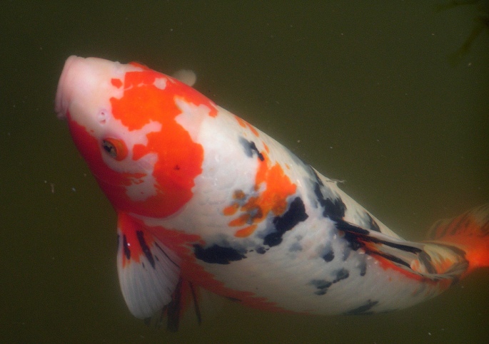 Koi