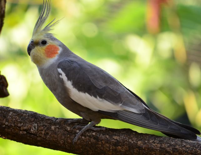 The Ultimate Guide to Cockatiels: Care, Characteristics, and Companionship