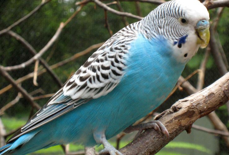Budgie / Budgerigar