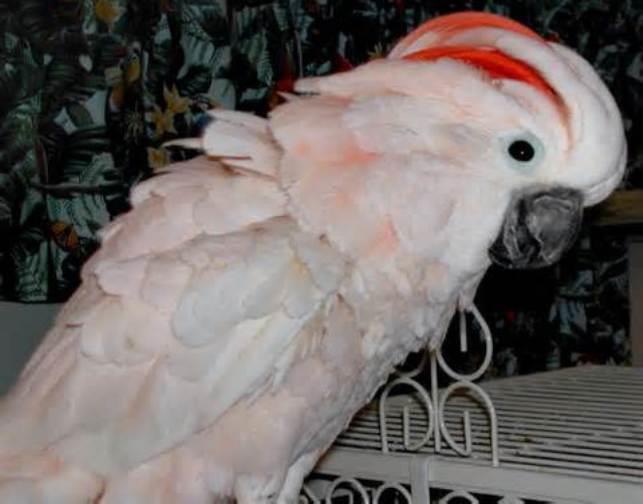 Moluccan Cockatoo