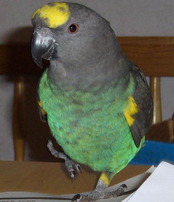 Meyers Parrot