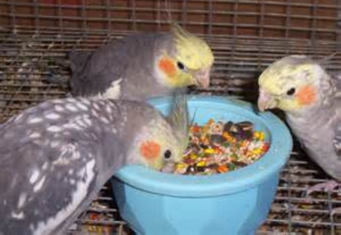 How to Care for Your Bird