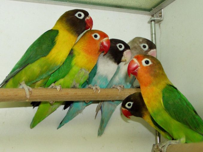 Lovebird Parrots: A Comprehensive Guide to These Charming Companions