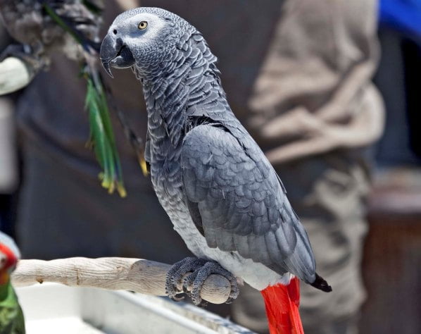 African Grey Parrot