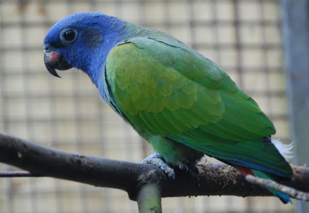 Blue-Headed Pionus