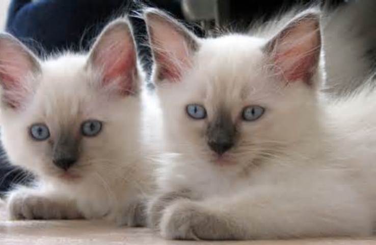Ragdoll Cat