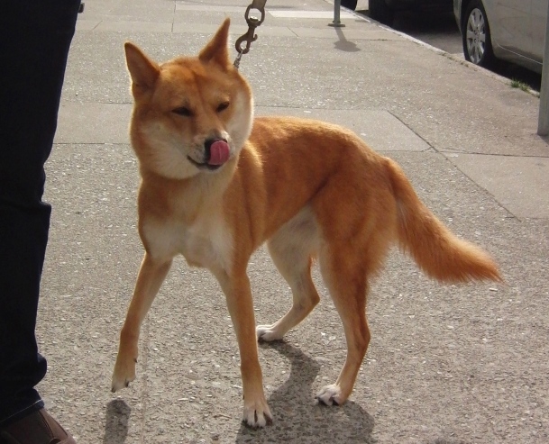 Korean Jindo Dog