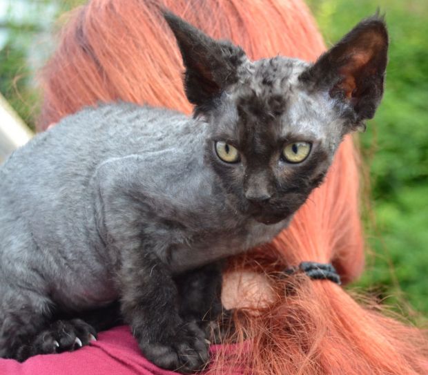 Devon Rex