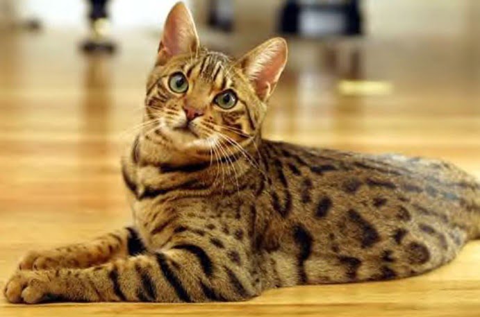 Bengal Cat