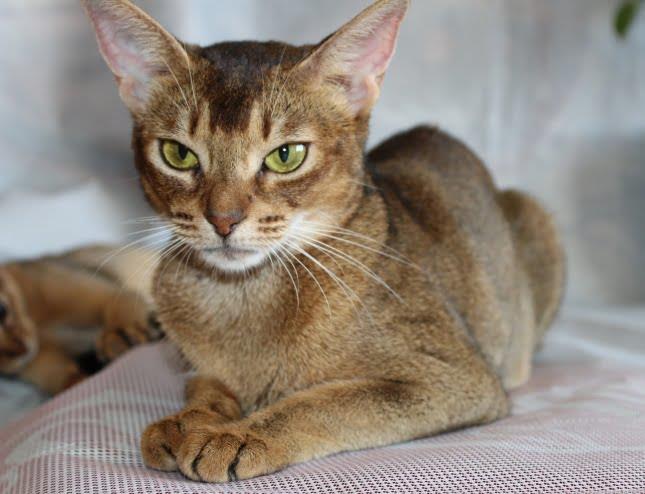 Abyssinian Cat