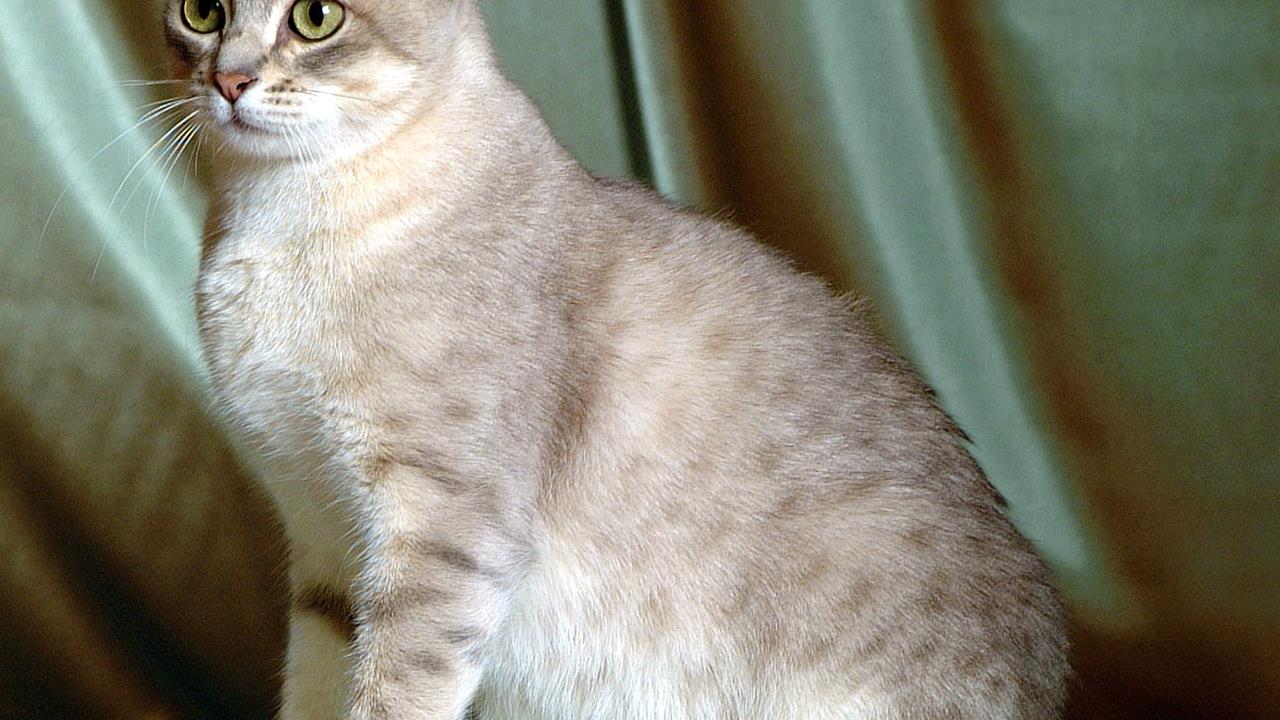 Australian Mist Cat