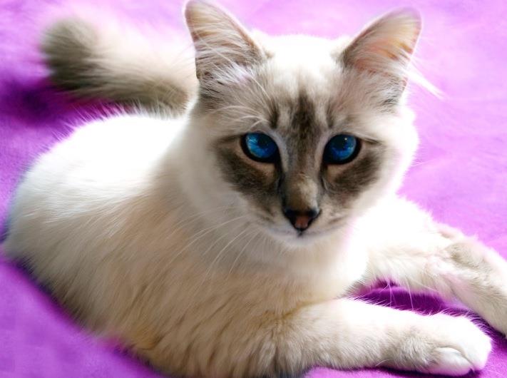 Javanese Cat