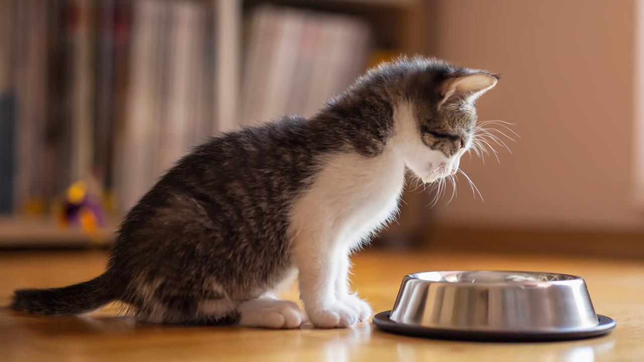 The Ultimate Guide to Cat Nutrition: Ensuring Your Feline's Health and Happiness