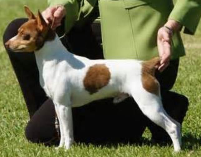 Tenterfield Terrier