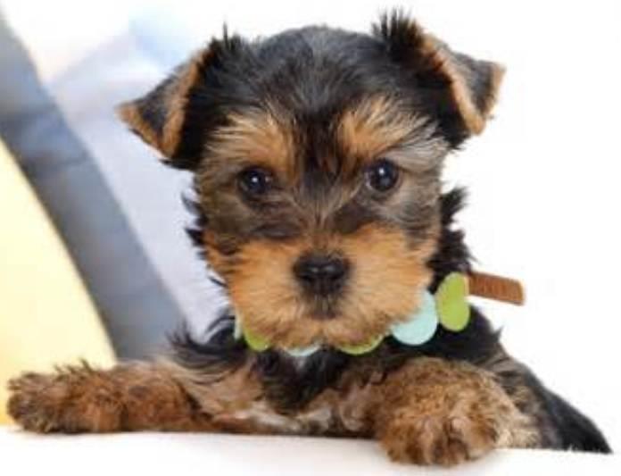 Terriers