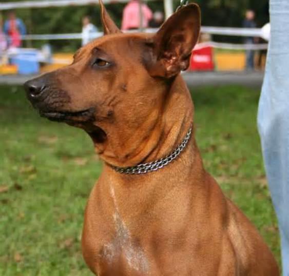 Thai Ridgeback