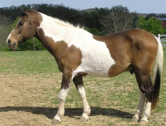 The American Paint Horse