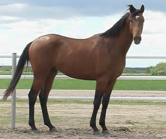 The Fascinating World of Thoroughbred Horses: History, Characteristics, and Care