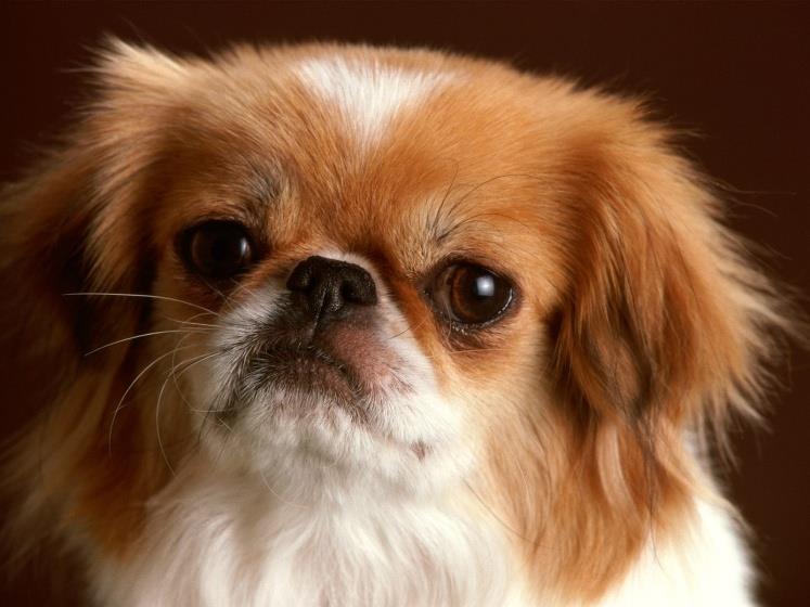 The Ultimate Guide to Tibetan Spaniels: History, Care, and Characteristics