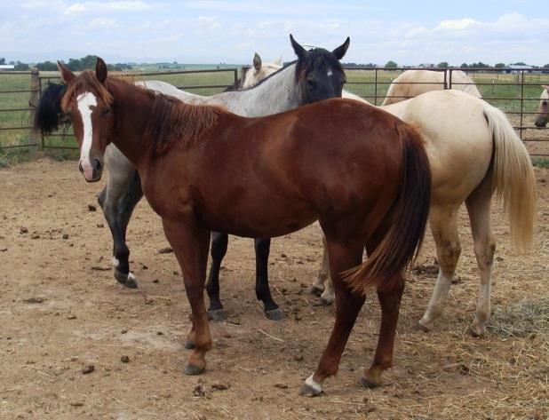 Discovering the Tiger Horse: A Unique Equine Breed