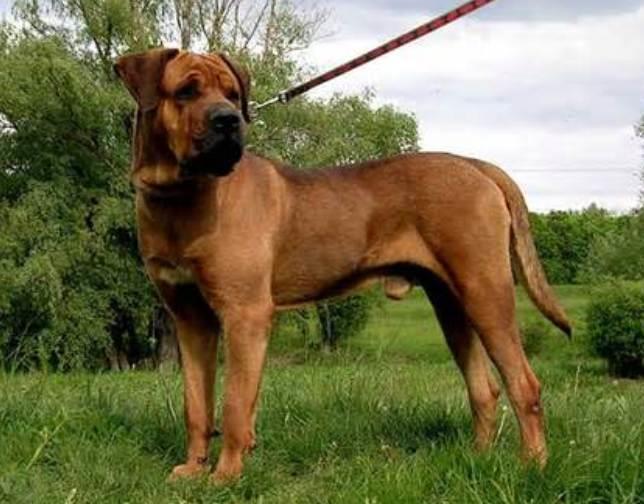 Tosa Inu