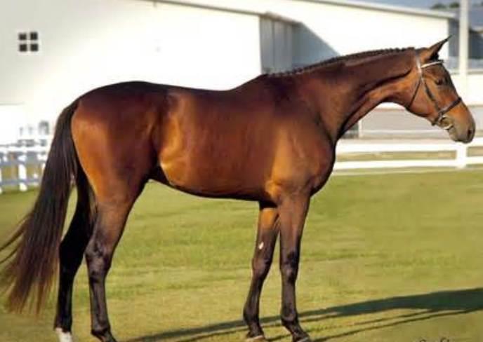The Trakehner Horse: A Comprehensive Guide to This Elegant Breed