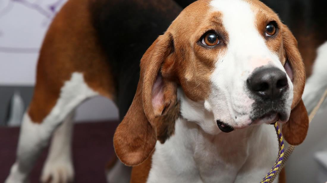 Treeing Walker Coonhound