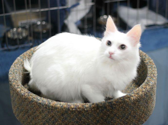 Turkish Angora