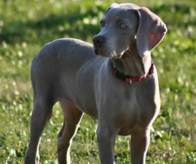Weimaraner