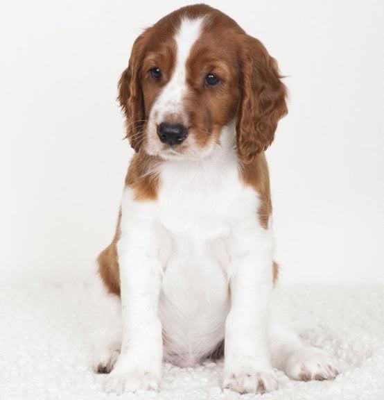 Welsh Springer Spaniel: A Comprehensive Guide to This Energetic Breed