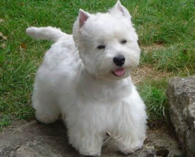West Highland White Terriers - Westie