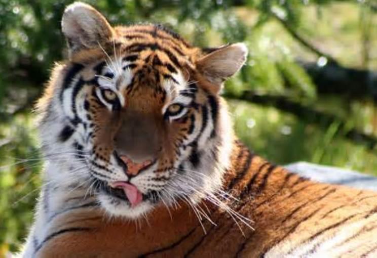 Dangerous Pets: What You Need to Know Before Bringing One Home