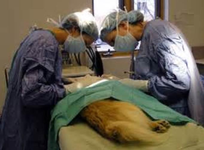 Why get Pet Insurance?  What are the benefits?