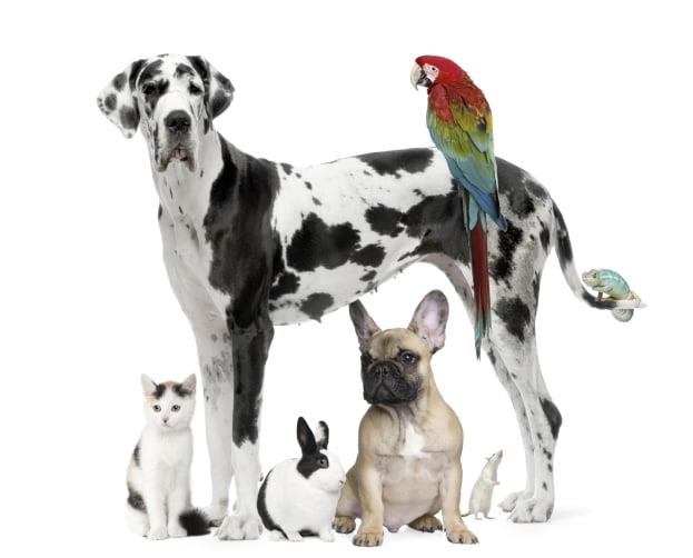 Why have a pet ?
