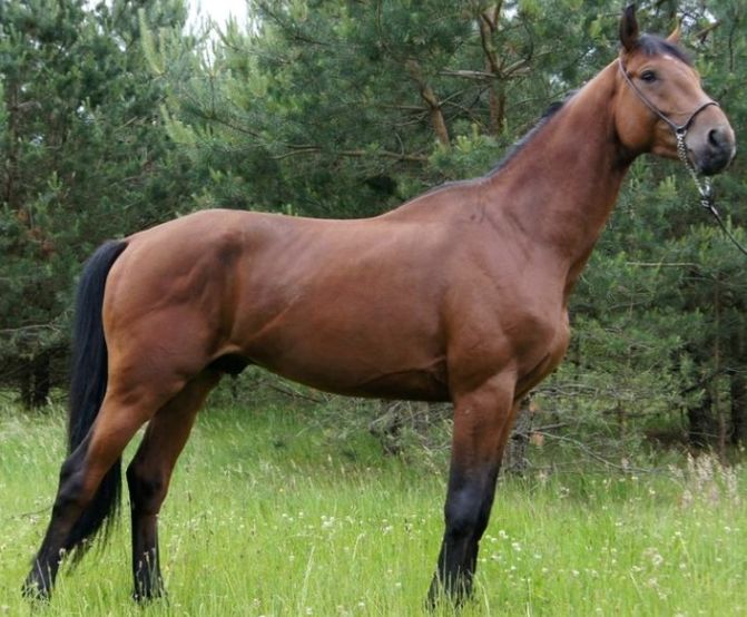 WIELKOPOLSKI - Polish Warmblood Horse