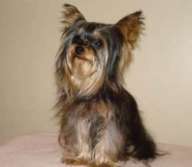 Yorkshire Terrier: A Comprehensive Guide to This Beloved Breed