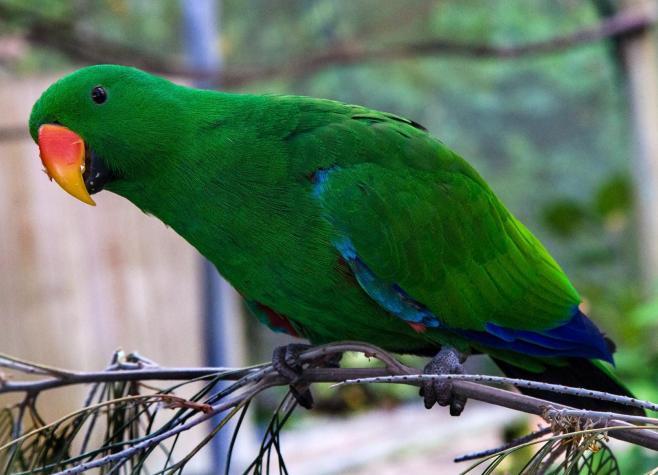 Eclectus Parrots as Pets